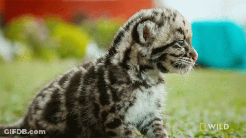 A Baby Leopard Cub Is Sitting In The Grass With A National Geographic Wild Logo In The Background GIF