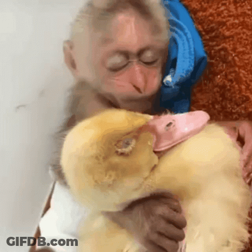 A Baby Monkey Holding A Stuffed Duck With A Pink Beak GIF