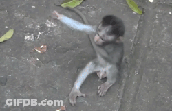 A Baby Monkey Is Being Held By Its Mother On The Ground GIF