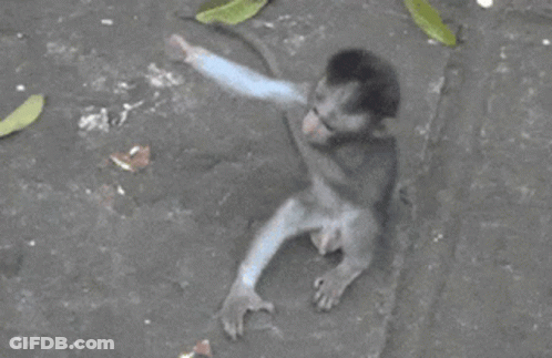 A Baby Monkey Is Being Held By Its Mother On The Ground GIF