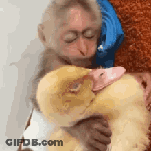 A Baby Monkey Is Holding A Stuffed Duck In Its Arms . GIF