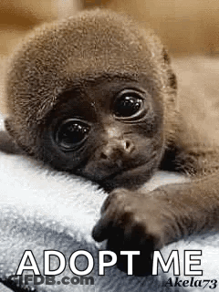 A Baby Monkey Is Laying On A White Blanket With The Words `` Adopt Me '' Written On It . GIF