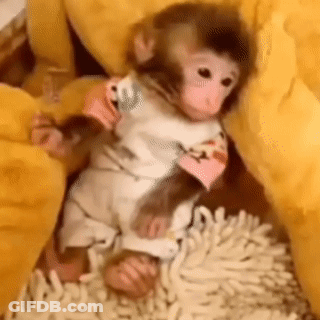 A Baby Monkey Is Sitting On A Yellow Pillow On A Rug . GIF