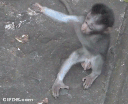 A Baby Monkey Is Sitting On The Ground And Reaching Out Towards Something GIF