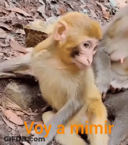 A Baby Monkey Sitting On The Ground With The Words Voy A Mimir Written On The Bottom GIF
