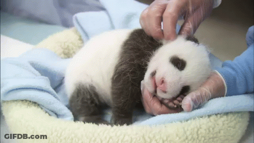 A Baby Panda Bear Is Being Examined By A Person GIF