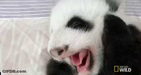A Baby Panda Bear Is Yawning With Its Mouth Open And Looking At The Camera . GIF