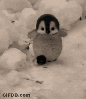 A Baby Penguin Is Running In The Snow GIF