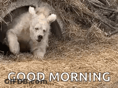 A Baby Polar Bear Is Laying In A Pile Of Hay And Says `` Good Morning '' . GIF
