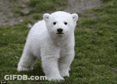 A Baby Polar Bear Is Walking In The Grass GIF