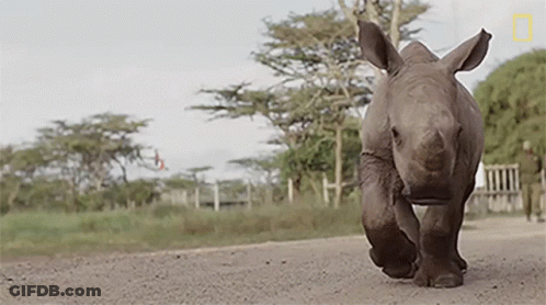 A Baby Rhino Is Running Across A Dirt Road GIF