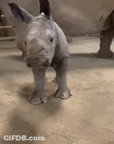 A Baby Rhino Is Standing Next To Its Mother In A Zoo Enclosure GIF