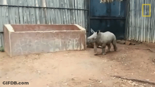 A Baby Rhino Standing In Front Of A Fence With A National Geographic Logo GIF