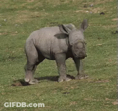 A Baby Rhinoceros Is Standing In A Grassy Field . GIF