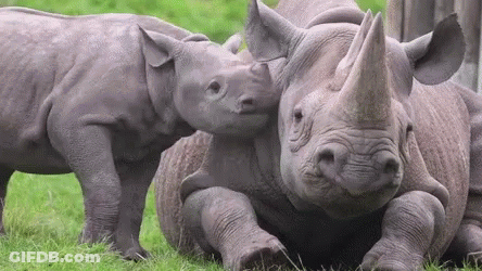 A Baby Rhinoceros Is Standing Next To Its Mother . GIF