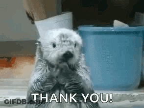 A Baby Sea Otter Is Standing On Its Hind Legs And Saying Thank You . GIF