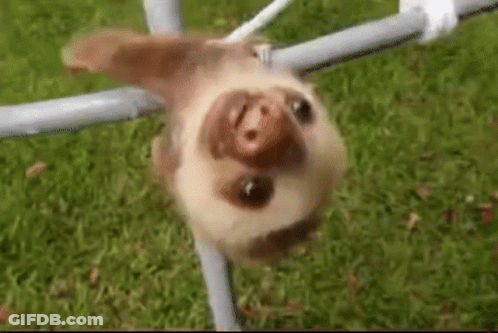 A Baby Sloth Is Hanging Upside Down From A Metal Pole . GIF