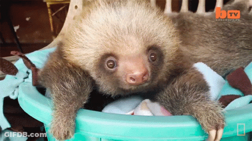 A Baby Sloth Is Sitting In A Blue Bucket With A Btv Logo In The Background GIF
