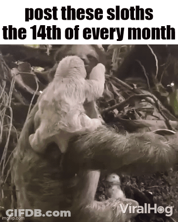 A Baby Sloth Is Sitting On A Sloth 'S Back . GIF