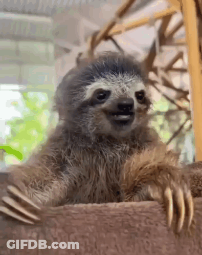 A Baby Sloth Is Sitting On A Tree Branch With Its Mouth Open . GIF