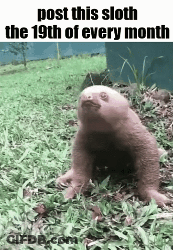 A Baby Sloth Is Walking In The Grass With The Words Post This Sloth The 19Th Of Every Month GIF