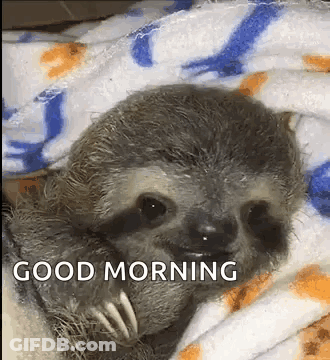 A Baby Sloth Is Wrapped In A Blanket And Saying Good Morning . GIF