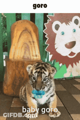 A Baby Tiger Wearing A Pacifier Is Sitting In Front Of A Lion GIF