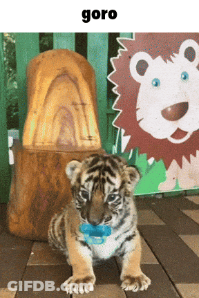 A Baby Tiger Wearing A Pacifier Is Sitting In Front Of A Lion Statue GIF