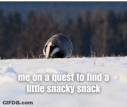 Badger In Snow With Me Questing Snack GIF