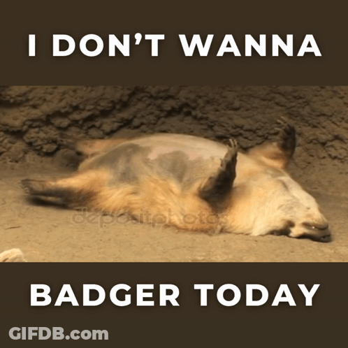 Badger Lying On Back With I Don 'T Wanna Badger Today GIF