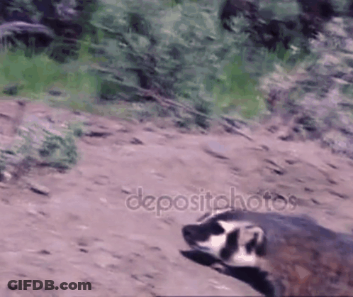Badger Lying On Ground In Dirt GIF