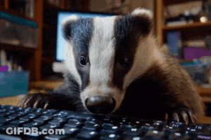 Badger Lying On Top Of Keyboard GIF
