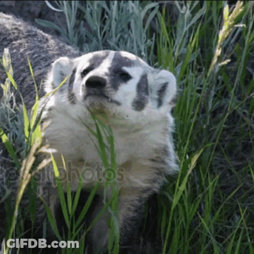 Badger Standing In Tall Grass Looking At Camera GIF
