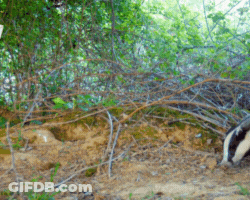 Badger Standing Near Tree In Dirt GIF