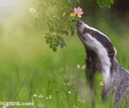 Badger Sniffing Pink Flower In Field GIF