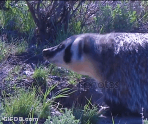 Badger Standing In Grass With Photos Text GIF