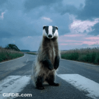 Badger Standing On Hind Legs At Crosswalk GIF