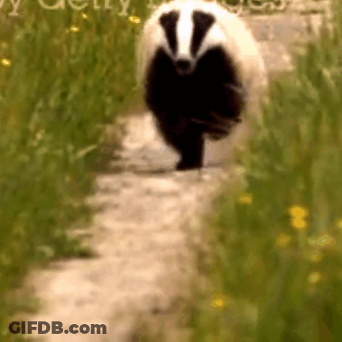 Badger Walking Down Dirt Path In Field GIF