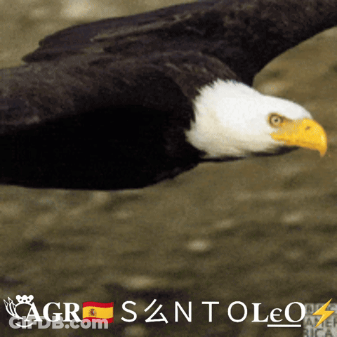 A Bald Eagle Is Flying In The Air With A Spanish Flag Behind It GIF