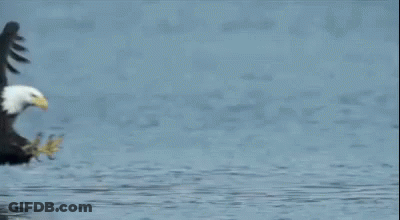 A Bald Eagle Is Standing In The Water With Its Wings Outstretched . GIF