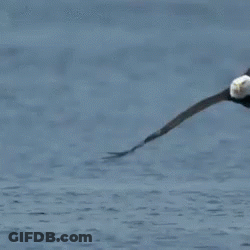 A Bald Eagle Is Standing In The Water With Its Wings Outstretched GIF