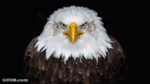A Bald Eagle Looking At The Camera With A Yellow Beak GIF