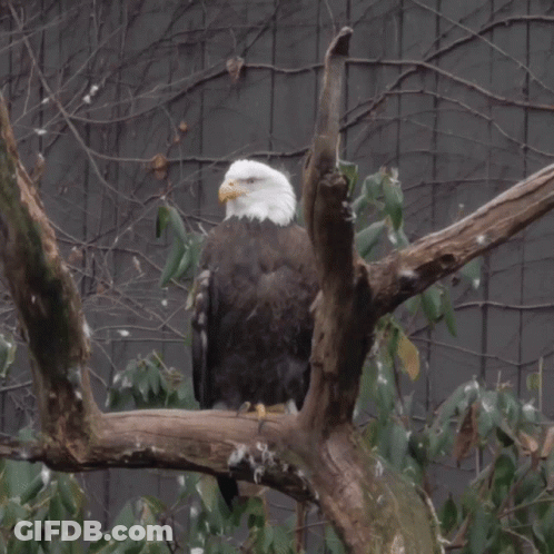 A Bald Eagle Perched On A Tree Branch Looking Down GIF