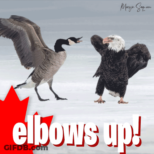 A Bald Eagle Standing Next To A Goose With The Words Elbows Up Behind Them GIF