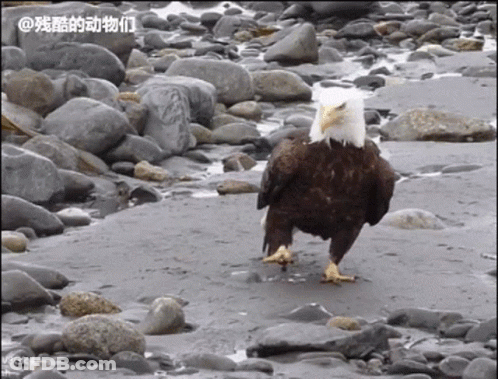 A Bald Eagle Standing On A Rocky Beach With Chinese Writing On The Bottom GIF