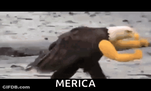 A Bald Eagle With A Yellow Arm Is Walking On The Ground . GIF