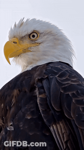 A Bald Eagle With A Yellow Beak And Black Feathers Looks At The Camera GIF
