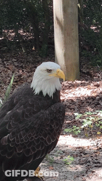 A Bald Eagle With A Yellow Beak Is Standing On The Ground GIF