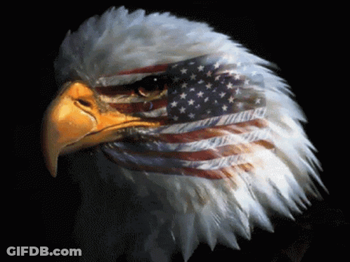 A Bald Eagle With An American Flag Painted On It 'S Face GIF