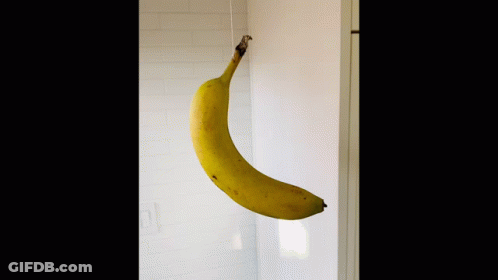 A Banana Is Hanging From A Rope On A White Wall GIF